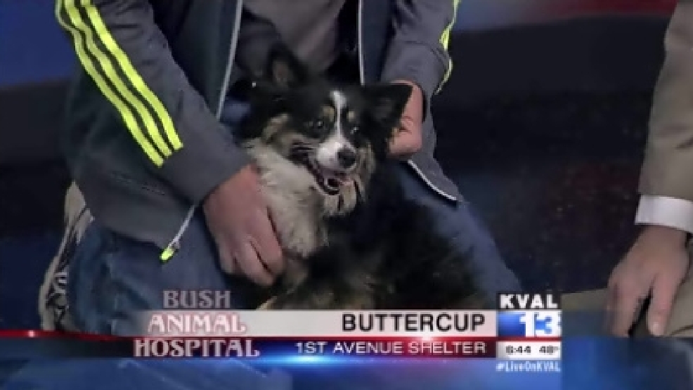 pet_buttercup.jpg