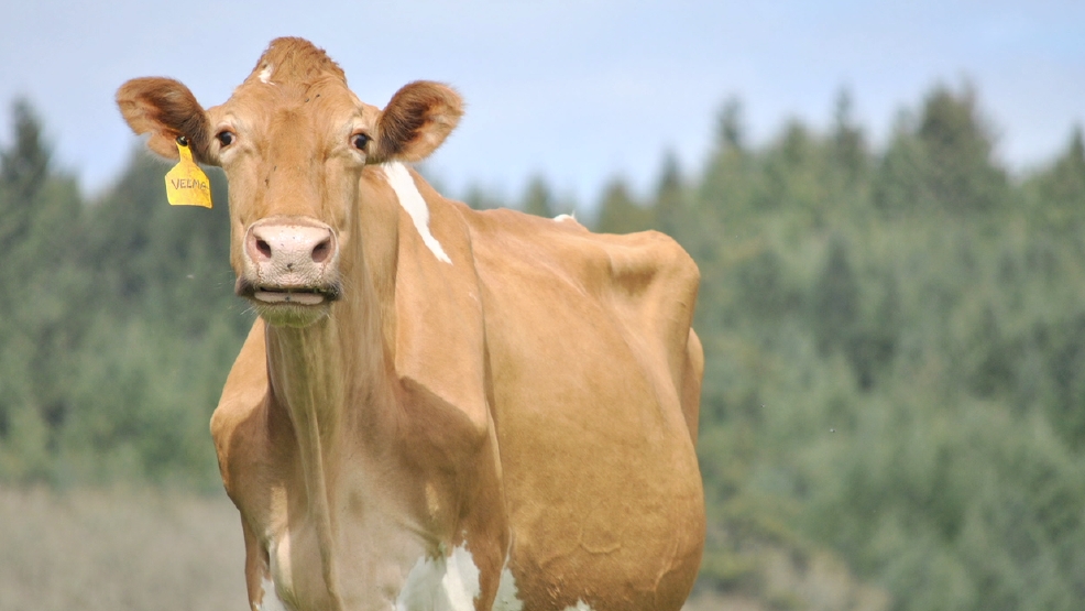 DAIRY.png DAIRY.png