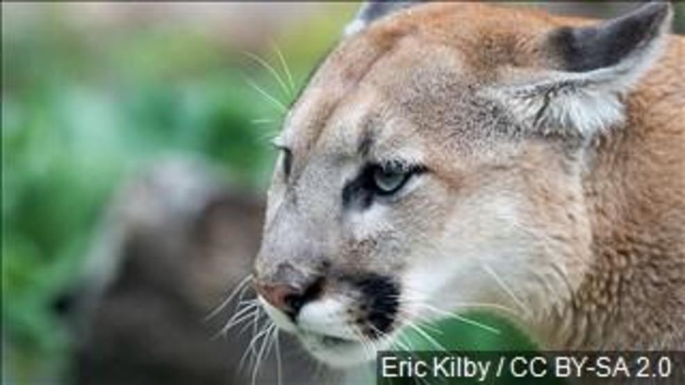 Officials: Hunters took 7 mountain lions in Pine Ridge ...