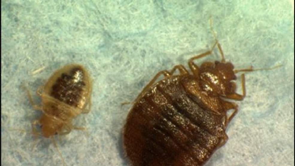 bugs found in bed
