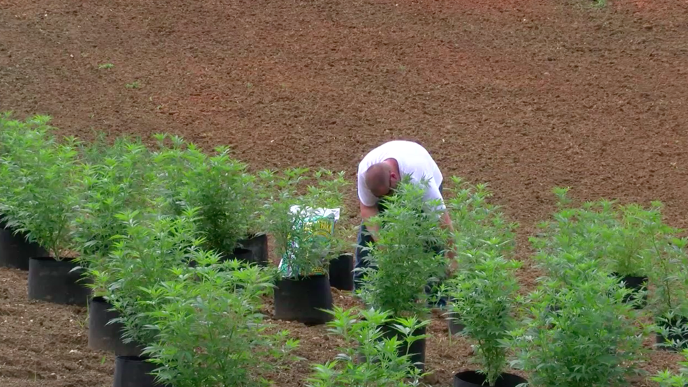 Hemp industry on the rise in Northeast Tennessee WCYB