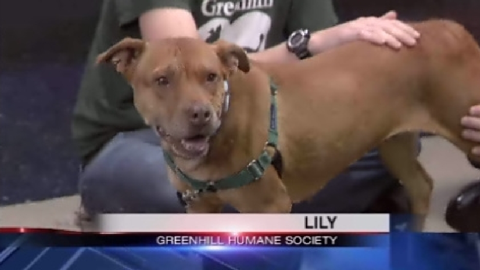pet_lily.jpg
