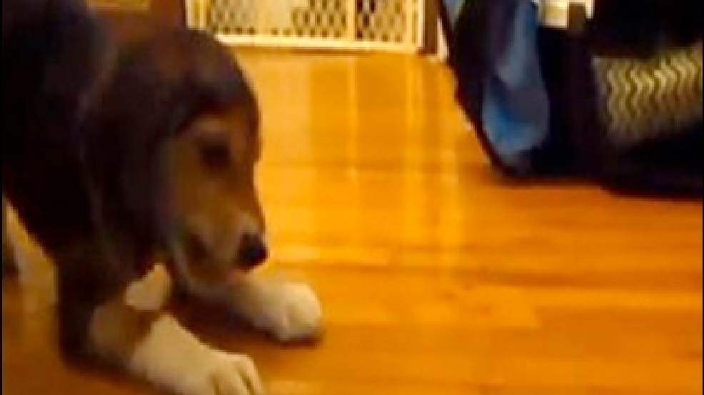 130415_puppy_popcorn.jpg