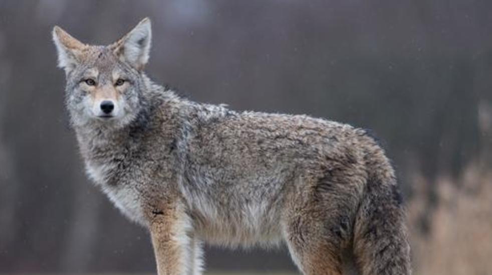 South Carolina man fends off attacking coyote with kick, stomp WCIV