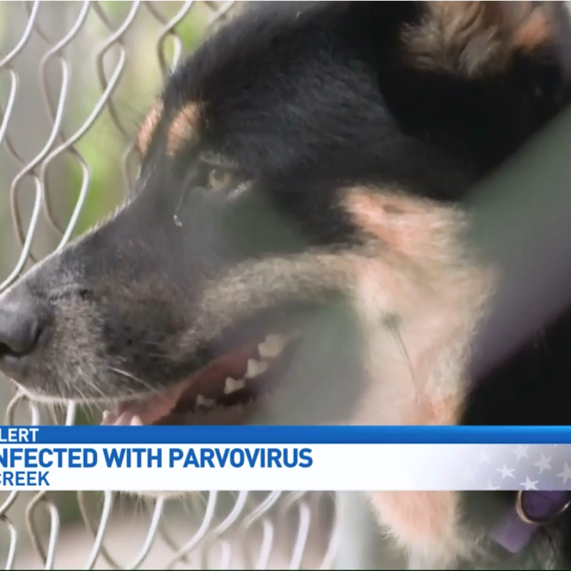 can parvo survive in the winter