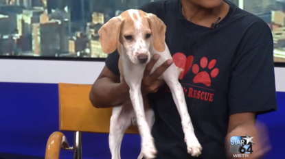 reigning cats and dogs rescue