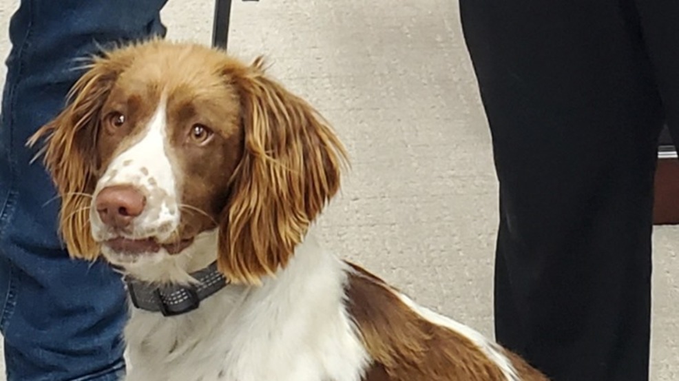 central valley springer spaniels