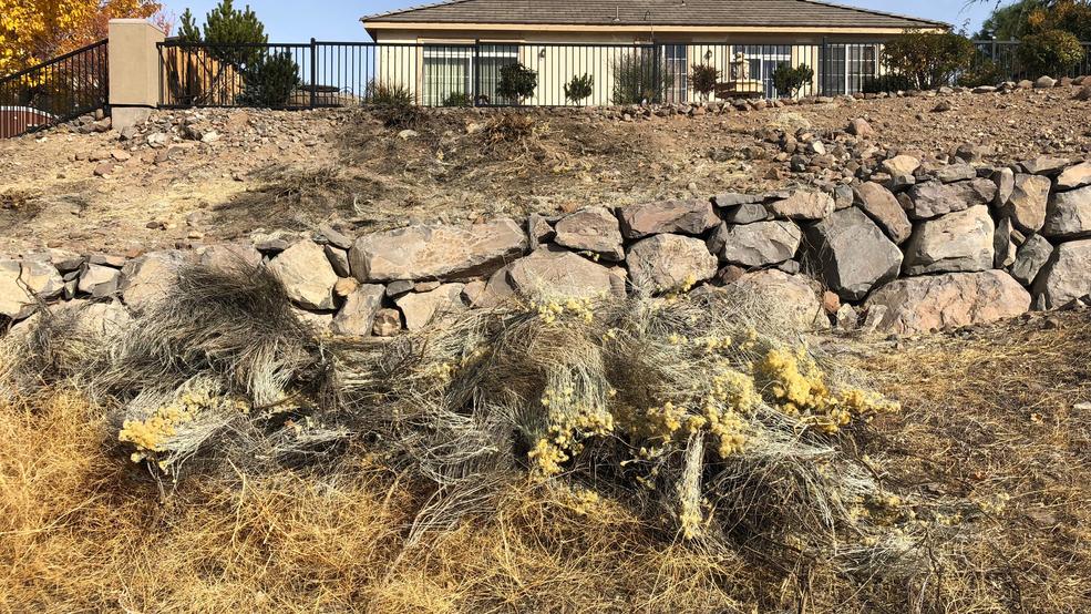 Image result for Weeds cleared, but D'Andrea homeowners still not happy after weeds left on property