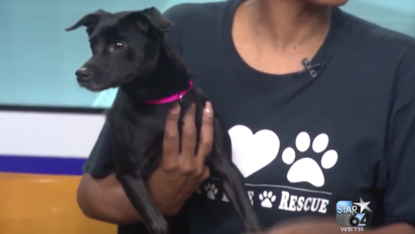 reigning cats and dogs rescue