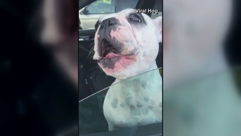 walter talking french bulldog