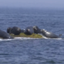 Student scientists monitor seals of the coast of Maine