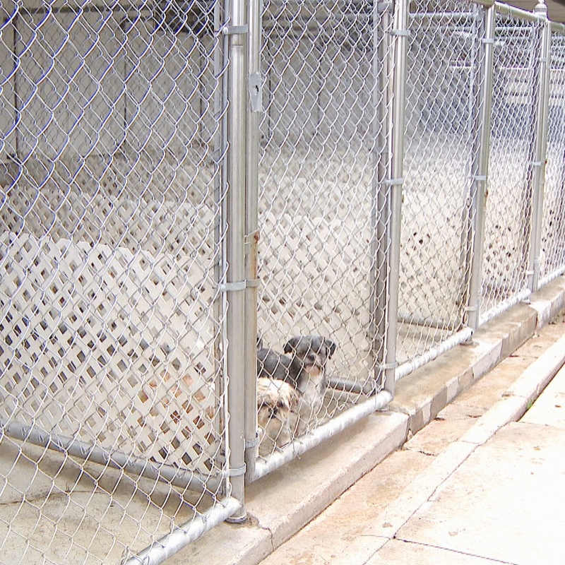 foxwood kennels puppies for sale