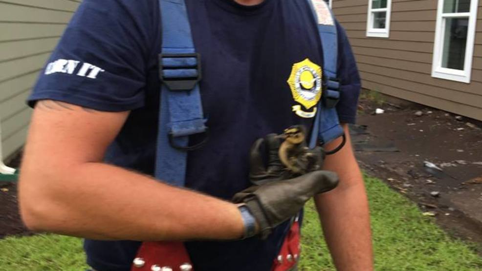 Mother duck 'anxiously pacing,' Myrtle Beach crew launches rescue