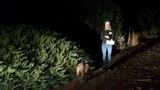 Mountain lion or dog? Mysterious animal walks through KUTV live shot